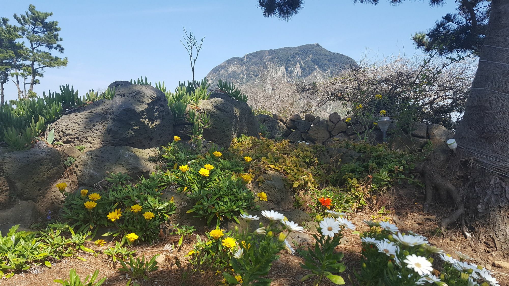 Wind Jeju Cafe & Pension Согвіпо Екстер'єр фото