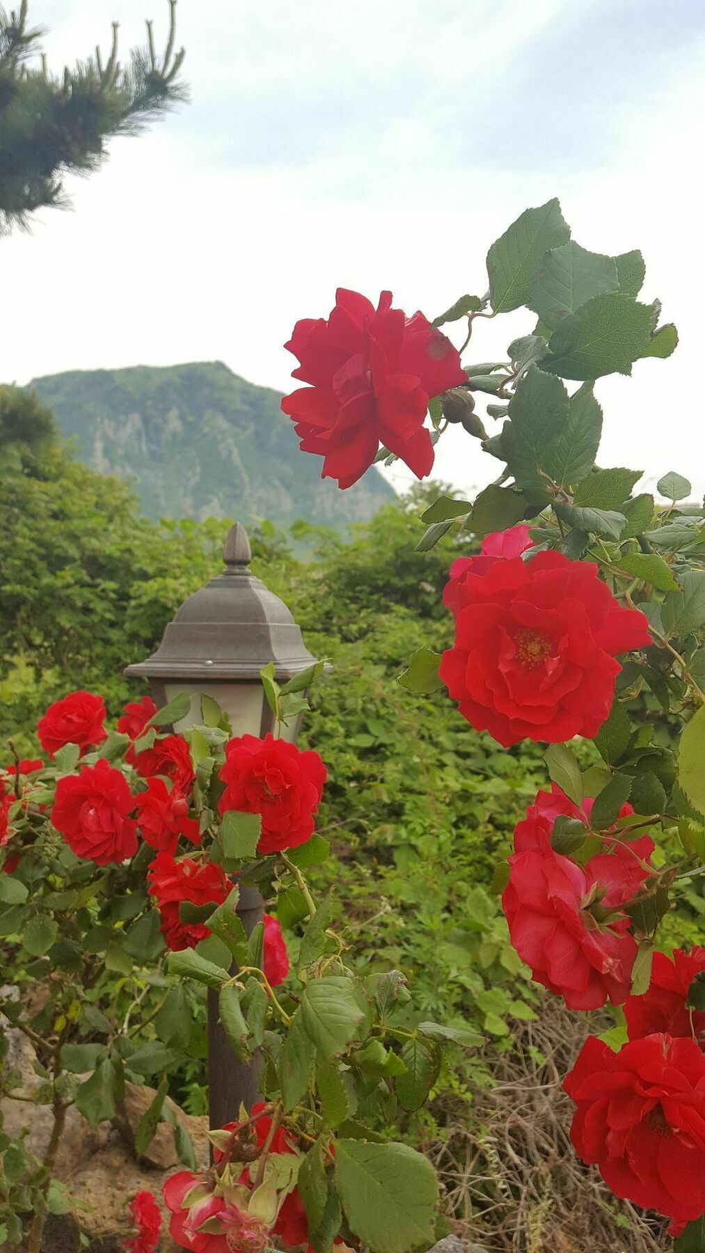 Wind Jeju Cafe & Pension Согвіпо Екстер'єр фото